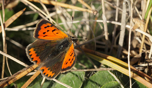 Lille Ildfugl, Lycaena phlaeas han. Jgerspris Skydeterrn st d. 8 November 2015. Fotograf; Lars Andersen