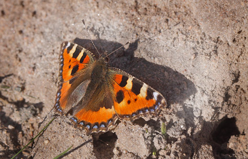 Nldens Takvinge, Aglais urticae. Arresdal, Nordsjlland d. 9 marts 2015. Fotograf: Henrik S. Larsen