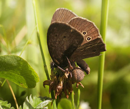 Engrandje, Aphantopus hyperantus. Pinseskoven d. 10 juli 2015. Fotograf; Lars Andersen