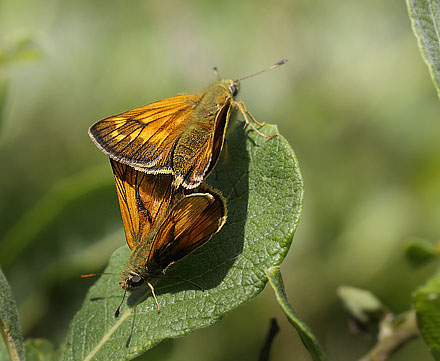 Stor Bredpande parring. Pinseskoven d. 14 juli 2015. Fotograf; Lars Andersen