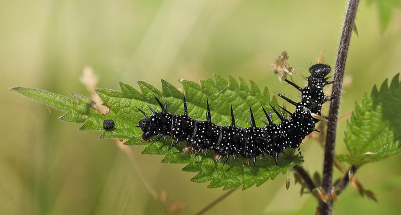 Dagpfugleje, Aglais io larve i sidste stadie. Pinseskoven, Vestamager d. 17 juli 2015. Fotograf:  Lars Andersen