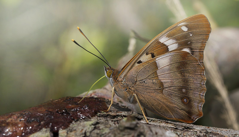 Ilia, Apatura ilia han. Pinseskoven, Vestamager d. 17 juli 2015. Fotograf:  Lars Andersen