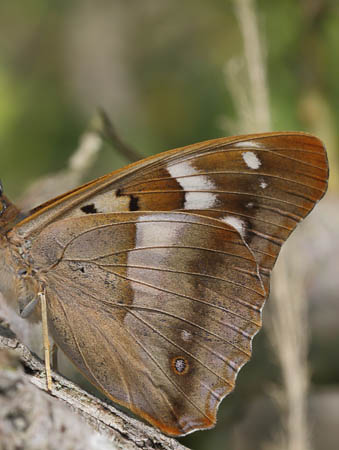 Ilia, Apatura ilia han. Pinseskoven, Vestamager d. 17 juli 2015. Fotograf:  Lars Andersen