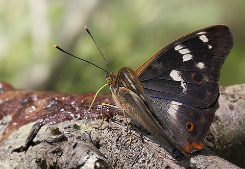 Ilia, Apatura ilia han. Pinseskoven, Vestamager d. 17 juli 2015. Fotograf:  Lars Andersen