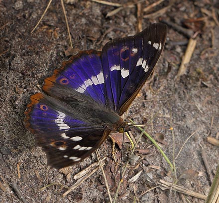 Ilia, Apatura ilia han. Pinseskoven, Vestamager d. 21 juli 2015. Fotograf:  Lars Andersen