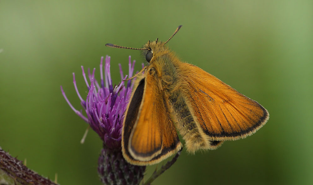 Stregbredpande, Thymelicus lineola han.Pinseskoven, Vestamager d. 22 juli 2015. Fotograf;  Lars Andersen