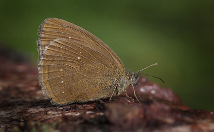 Engrandje, Aphantopus hyperantus. Pinseskoven d. 23 juli 2015. Fotograf; Lars Andersen