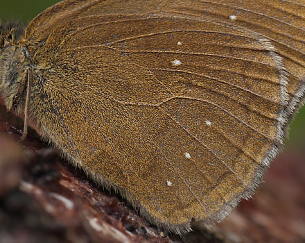 Engrandje, Aphantopus hyperantus. Pinseskoven d. 23 juli 2015. Fotograf; Lars Andersen