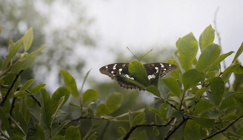 Ilia, Apatura ilia han. Pinseskoven, Vestamager d. 24 juli 2015. Fotograf:  Lars Andersen