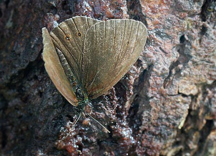 Engrandje, Aphantopus hyperantus. Pinseskoven d. 24 juli 2015. Fotograf; Lars Andersen