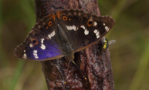 Ilia, Apatura ilia han. Pinseskoven, Vestamager d. 24 juli 2015. Fotograf:  Lars Andersen