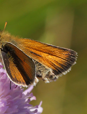 Stregbredpande, Thymelicus lineola, han. Melby Overdrev d. 6 august 2015. Fotograf; Lars Andersen