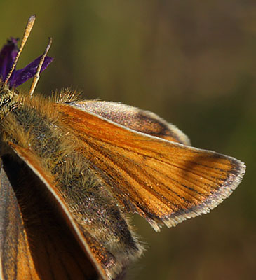 Stregbredpande, Thymelicus lineola, hun. Melby Overdrev d. 6 august 2015. Fotograf; Lars Andersen