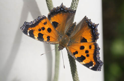 stlig Takvinge, Nymphalis xanthomelas. Fre Blekinge d. 11 juli 2015. Fotograf; Lars Andersen