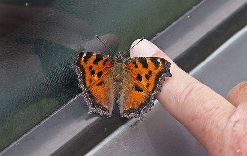 Østlig Takvinge, Nymphalis xanthomelas. Fre Blekinge d. 11 juli 2015. Fotograf; Lars Andersen