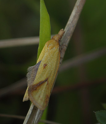 Agapeta hamana. Gulstav Mose, Langeland d. 22 august 2015. Fotograf; Lars Andersen