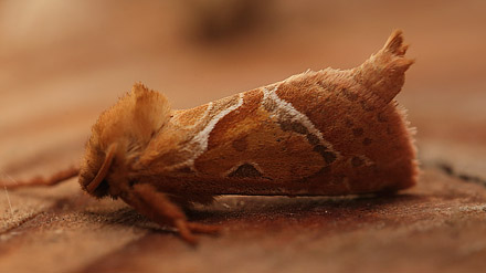 Skræpperodæder, Triodia sylvina. Gulstav Mose, Langeland d. 22 august 2015. Fotograf; Lars Andersen