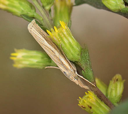 Agriphila tristella. Tibirke Bakker d. 26 august 2015. Fotograf; Lars Andersen