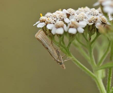 Agriphila straminella. Tibirke Bakker d. 26 august 2015. Fotograf; Lars Andersen