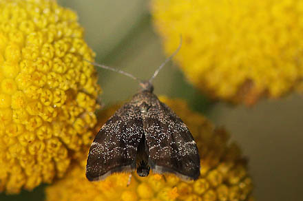 Bredvinget nldevikler, Anthophila fabriciana. Karsemosen, Hornsherred d. 28 august 2015. Fotograf; Lars Andersen