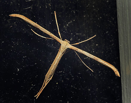 Snerlefjermøl, Emmelina monodactyla. Sundby, Amager d. 15 september 2015. Fotograf; Lars Andersen