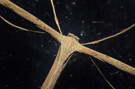 Snerlefjermøl, Emmelina monodactyla. Sundby, Amager d. 15 september 2015. Fotograf; Lars Andersen