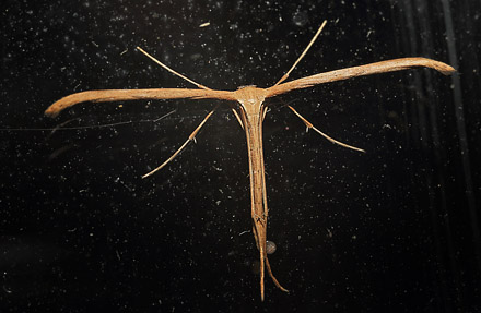 Snerlefjermøl, Emmelina monodactyla. Sundby, Amager d. 15 september 2015. Fotograf; Lars Andersen