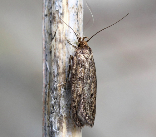 Frml, Hofmannophila pseudospretella. Rdbyhavn Rangerterrn, Lolland d. 19 juni 2015. Fotograf; Claus Grahndin