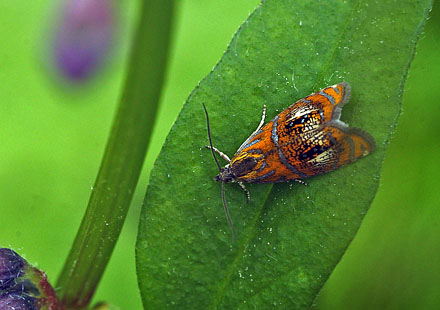 Olethreutes arcuella. Svinekobbel v. Mariboserne, Lolland d. 31 maj 2015. Fotograf; Lars Andersen