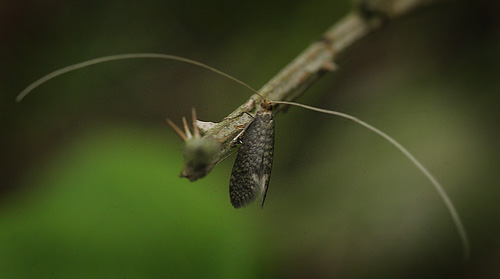 Nåleskovslanghornsmøl, Nematopogon robertella han. Bøtø Plantage d. 31 maj 2015. Fotograf; Lars Andersen