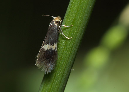 Dvrgml, Stigmella species.  Storskov v. Sholt d. 29 maj  2015. Fotograf; Lars Andersen