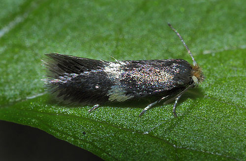 Dværgmøl, Stigmella species. Storskov v. Søholt d. 29 maj 2015. Fotograf; Lars Andersen