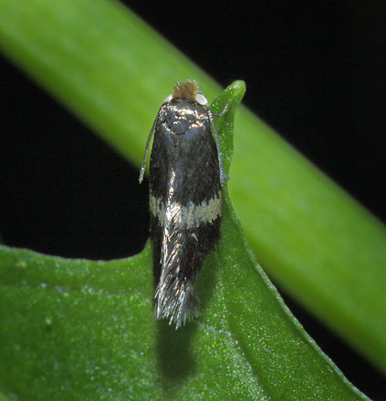 Dvrgml, Stigmella species.  Storskov v. Sholt d. 29 maj  2015. Fotograf; Lars Andersen