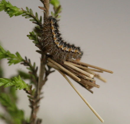 Kobberbrun Kllesvrmer, Rhagades pruni larve. Vejen Mose, Snderjylland d. 13 juni 2015 fundet af Kalle Stovgaard. Fotograferet af Lars Andersen d. 20 juni 2015.