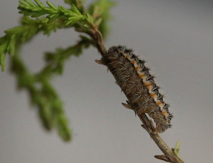 Kobberbrun Kllesvrmer, Rhagades pruni larve. Vejen Mose, Snderjylland d. 13 juni 2015 fundet af Kalle Stovgaard. Fotograferet af Lars Andersen d. 20 juni 2015.