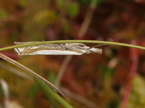Crambus uliginosellus. Kirkemose, Rygard Dyrehave, Sjælland d. 21 juni 2015. Fotograf; Lars Andersen
