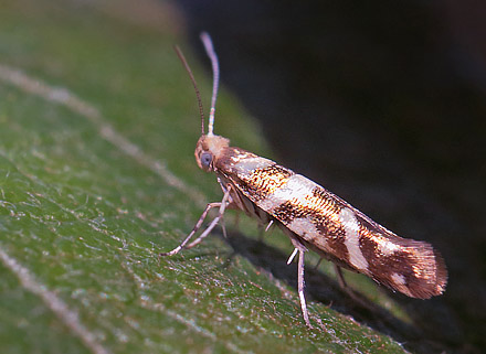 Argyresthia goedartella. Pinseskoven, Vestamager d. 16 juli 2015. Fotograf; Lars Andersen