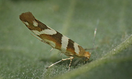 Argyresthia goedartella. Pinseskoven, Vestamager d. 18 juli 2015. Fotograf; Lars Andersen