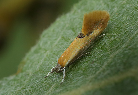 Batia lunaris. Pinseskoven, Vestamager d. 18 juli 2015. Fotograf; Lars Andersen