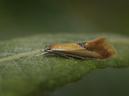 Batia lunaris. Pinseskoven, Vestamager d. 19 juli 2015. Fotograf; Lars Andersen