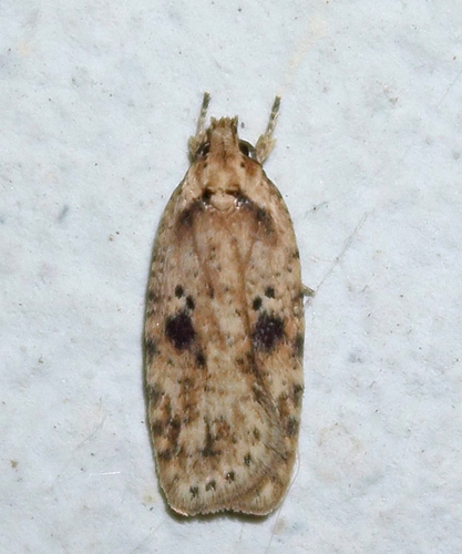 Agonopterix arenella. Bjerget, Lolland d. 29 august 2015. Fotograf; Claus Grahndin