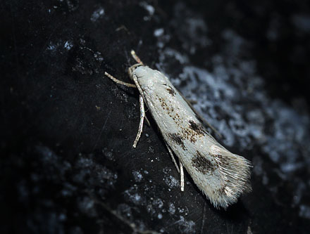 Elachista maculicerusella. Arrenakke d. 5 august 2015. Fotograf; Lars Andersen