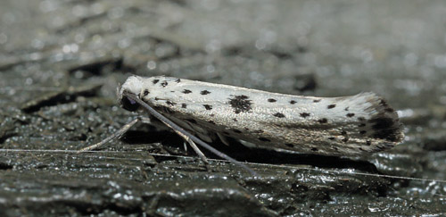 Yponomeuta plumbella. Arrenakke d. 6 august 2015. Fotograf; Lars Andersen