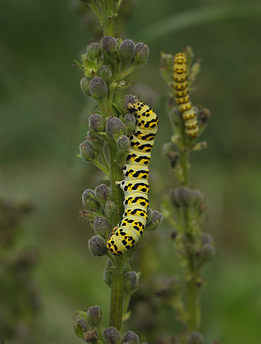 Shargacucullia lychnitis. Lolland d. 12 august 2015. Fotograf; Lars Andersen. 