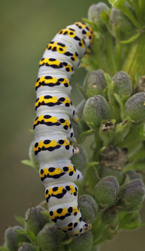 Shargacucullia lychnitis. Lolland d. 12 august 2015. Fotograf; Lars Andersen. 