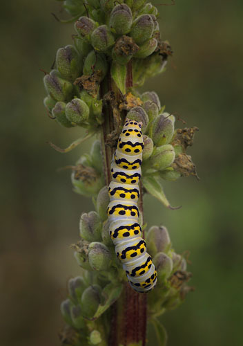 Shargacucullia lychnitis. Lolland d. 12 august 2015. Fotograf; Lars Andersen. 