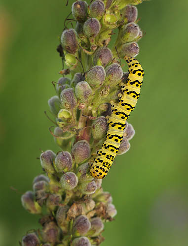 Shargacucullia lychnitis. Lolland d. 12 august 2015. Fotograf; Lars Andersen. 