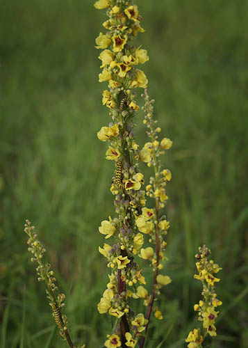 Shargacucullia lychnitis. Lolland d. 12 august 2015. Fotograf; Lars Andersen. 
