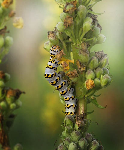 Shargacucullia lychnitis. Lolland d. 12 august 2015. Fotograf; Lars Andersen. 