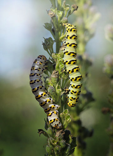 Shargacucullia lychnitis. Lolland d. 13 august 2015. Fotograf; Lars Andersen. 